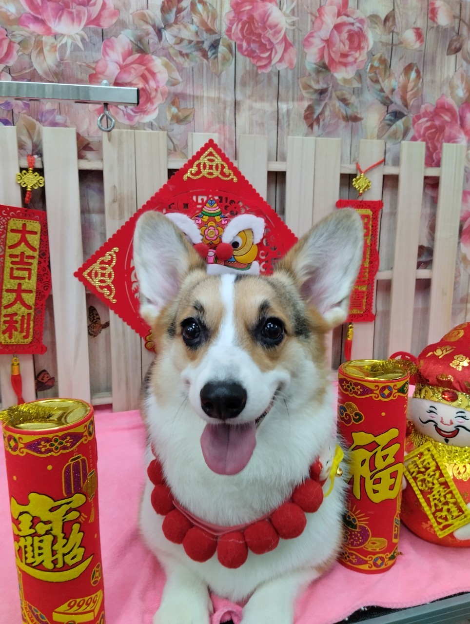 狗狗美容－柯基
