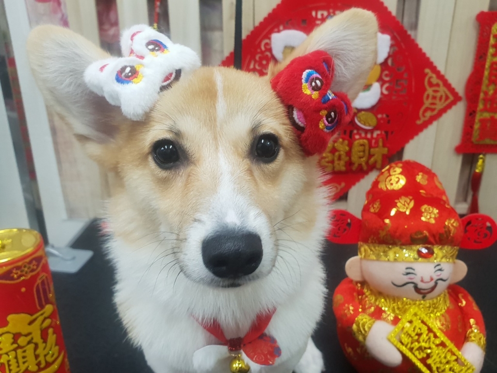 狗狗美容
