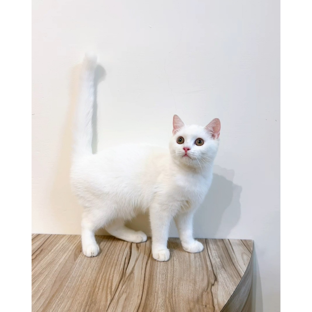 白英短