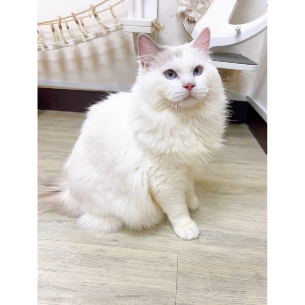 有價認養