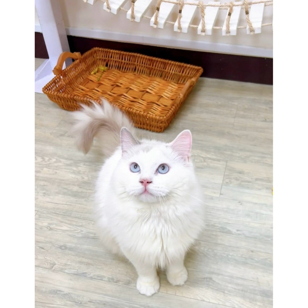 有價認養
