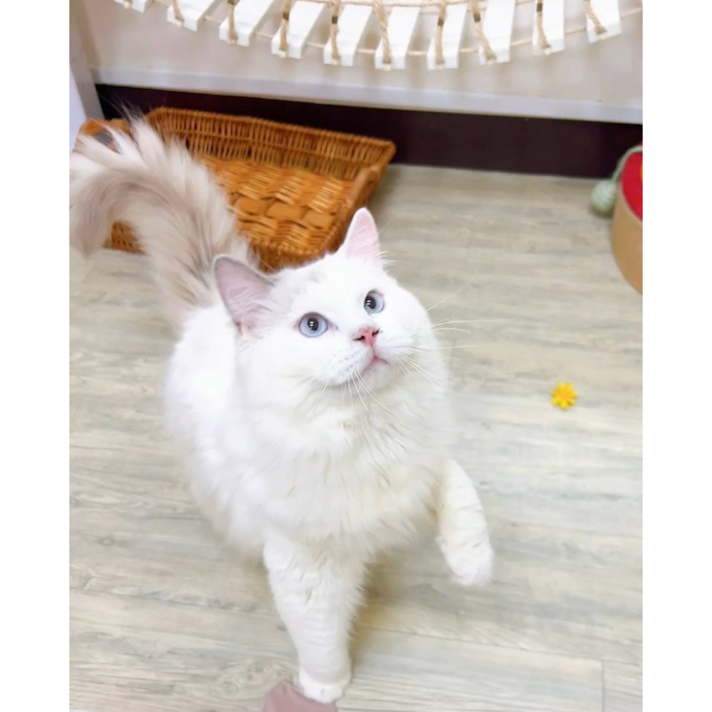 有價認養