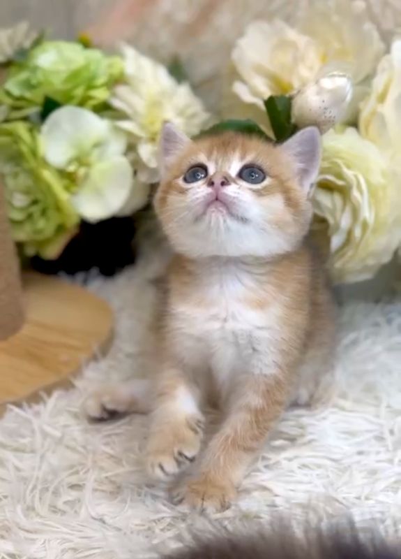 ❣️已有家長_超可愛金漸層英短_小女生