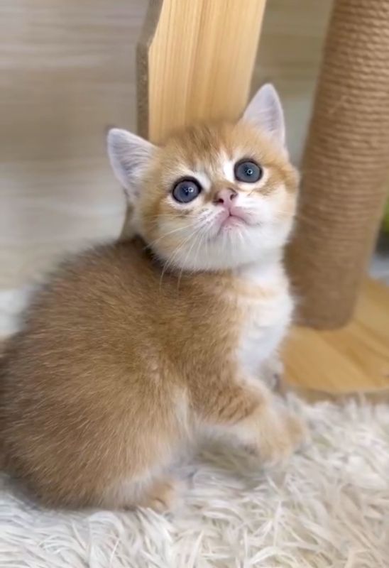 ❣️已有家長_超可愛金漸層英短_小女生