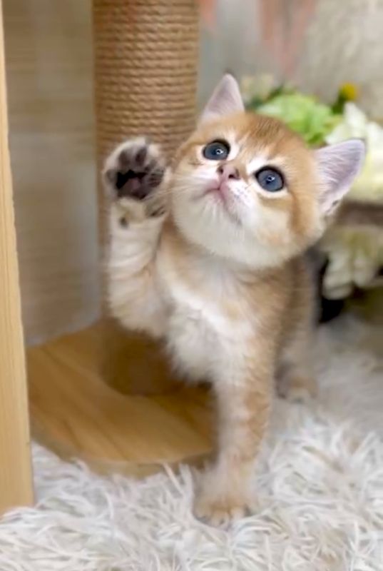 ❣️已有家長_超可愛金漸層英短_小女生