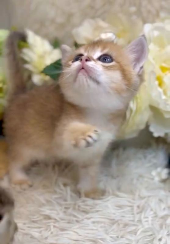 ❣️已有家長_超可愛金漸層英短_小女生