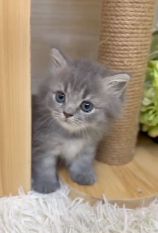 ❣️已有家長_超萌藍色斑紋小步舞曲_小女生