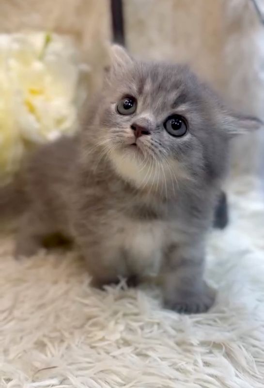 ❣️已有家長_超萌藍色斑紋小步舞曲_小女生