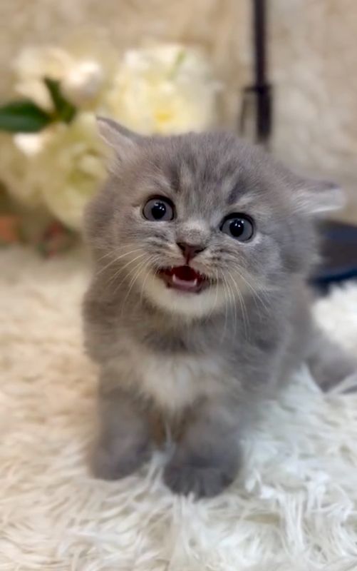 ❣️已有家長_超萌藍色斑紋小步舞曲_小女生