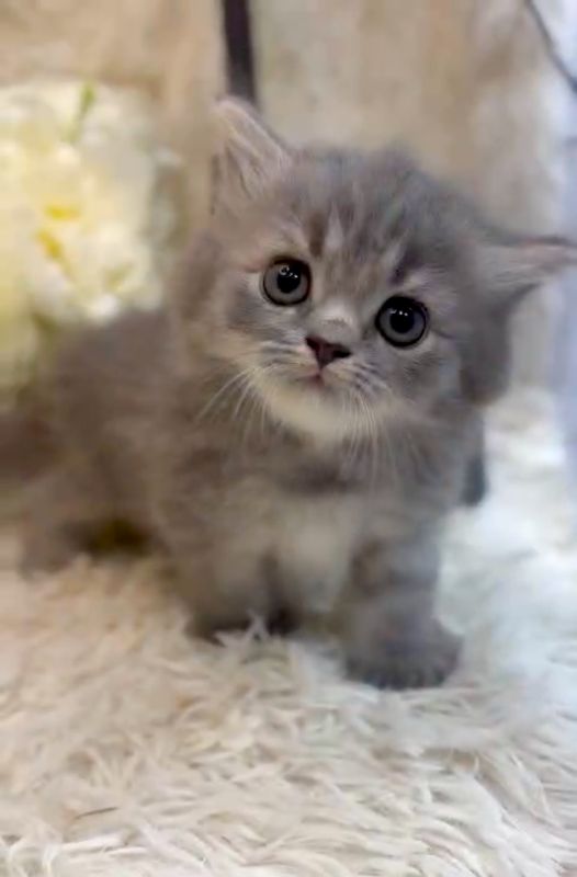 ❣️已有家長_超萌藍色斑紋小步舞曲_小女生