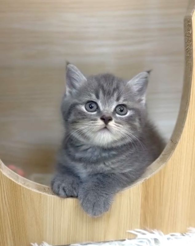 ❣️已有家長_超可愛藍斑英短_小女生