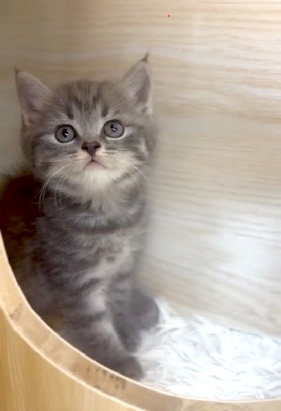 ❣️已有家長_超可愛藍斑英短_小女生