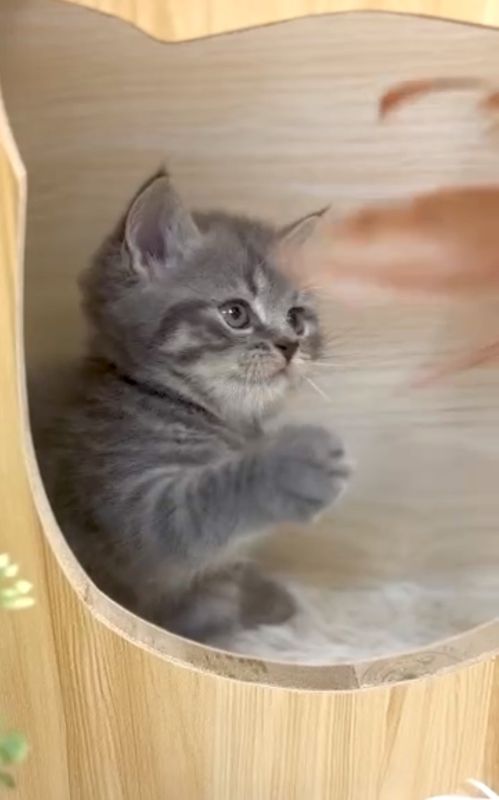 ❣️已有家長_超可愛藍斑英短_小女生