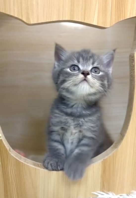 ❣️已有家長_超可愛藍斑英短_小女生