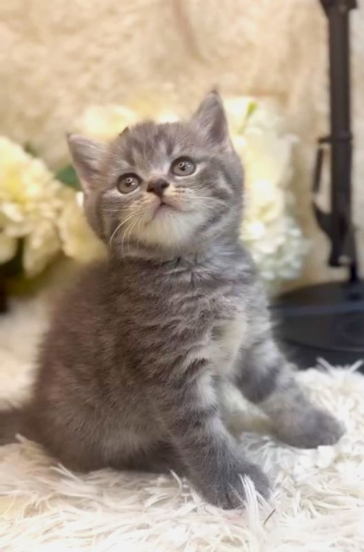 ❣️已有家長_超可愛藍斑英短_小女生