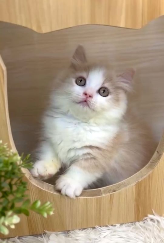 ❣️已有家長_超萌奶油+白小步舞曲_小男生 