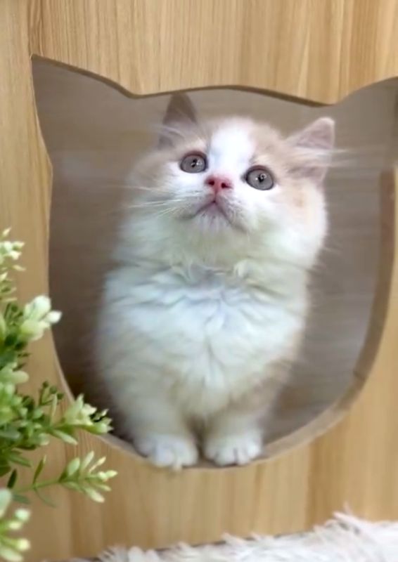 ❣️已有家長_超萌奶油+白小步舞曲_小男生 