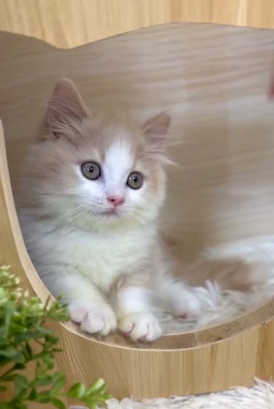 ❣️已有家長_超萌奶油+白小步舞曲_小男生 