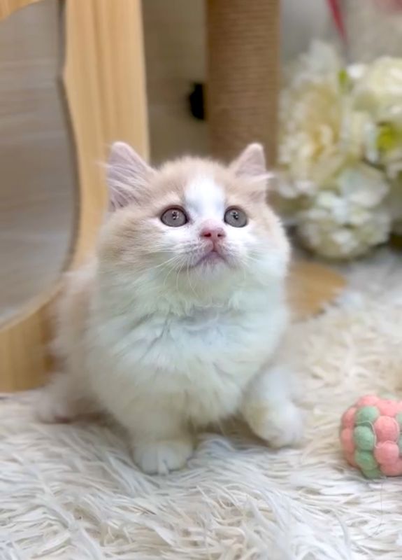 ❣️已有家長_超萌奶油+白小步舞曲_小男生 