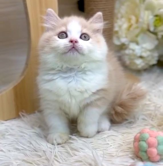 ❣️已有家長_超萌奶油+白小步舞曲_小男生 