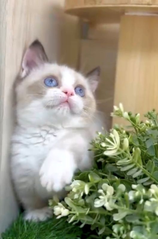 ❣️已有家長_超萌海豹色賓士曼赤肯_小女生