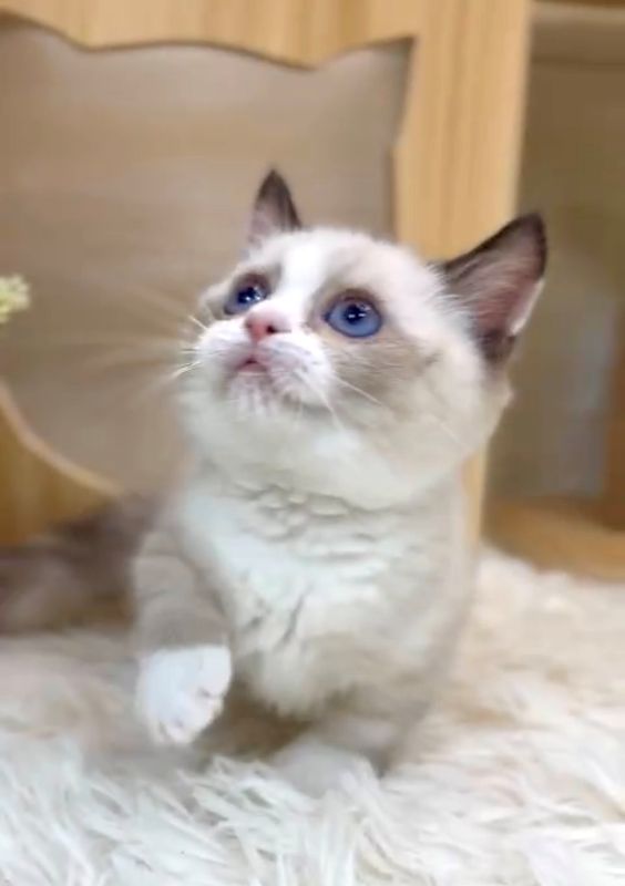 ❣️已有家長_超萌海豹色賓士曼赤肯_小女生