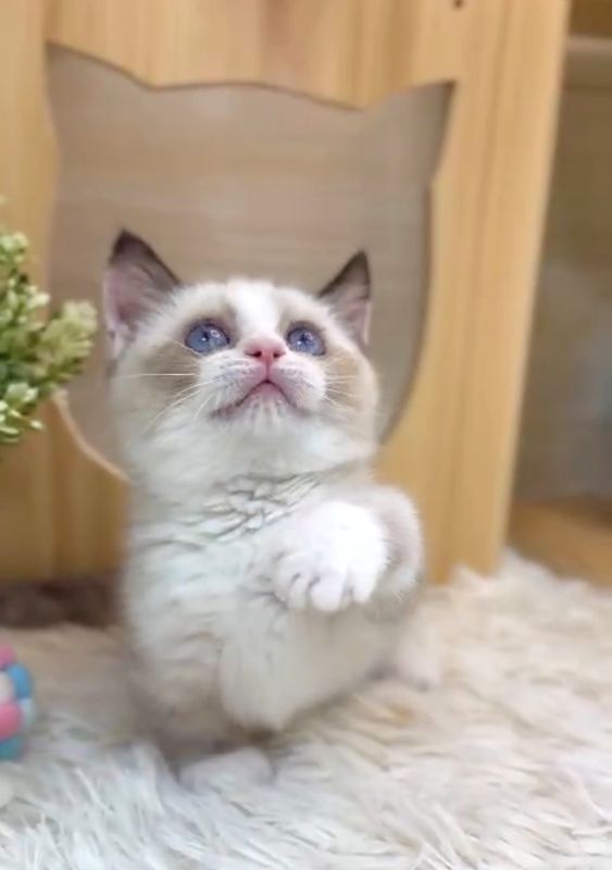 ❣️已有家長_超萌海豹色賓士曼赤肯_小女生