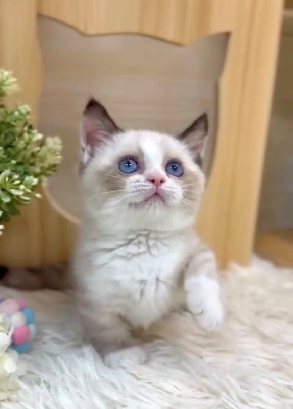 ❣️已有家長_超萌海豹色賓士曼赤肯_小女生