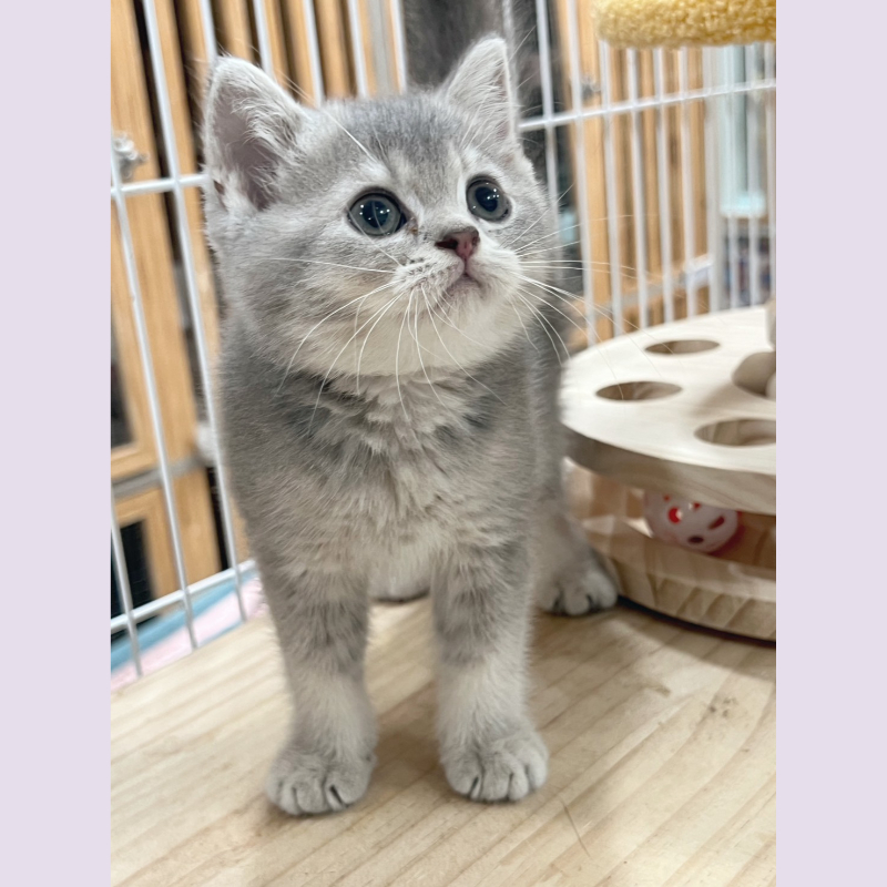 藍金漸層英短 妹妹 9/14出生