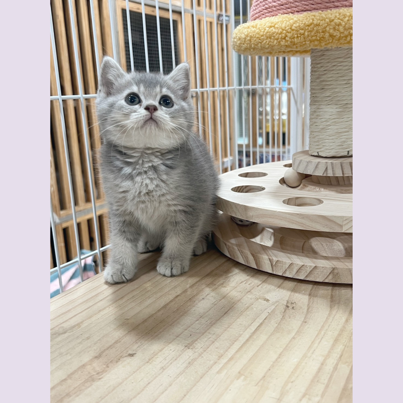 藍金漸層英短 妹妹 9/14出生