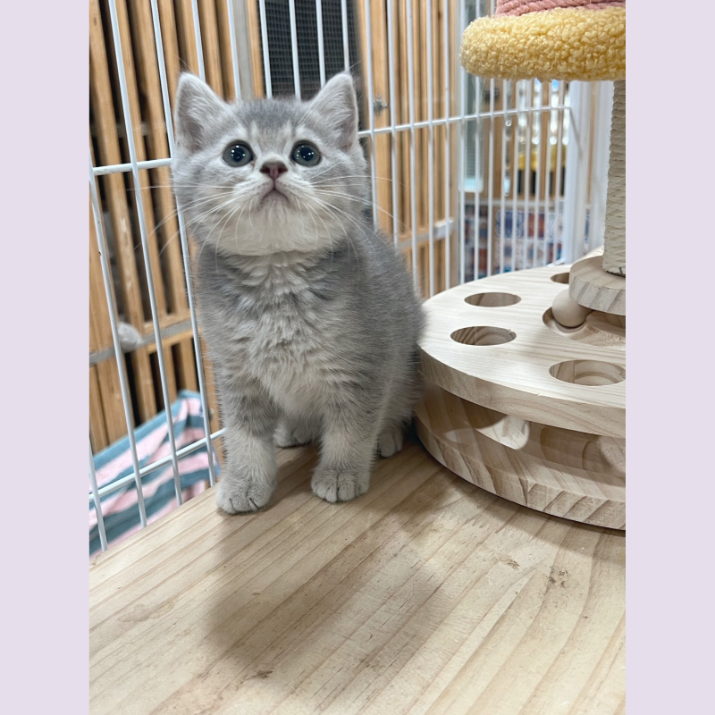 藍金漸層英短 妹妹 9/14出生