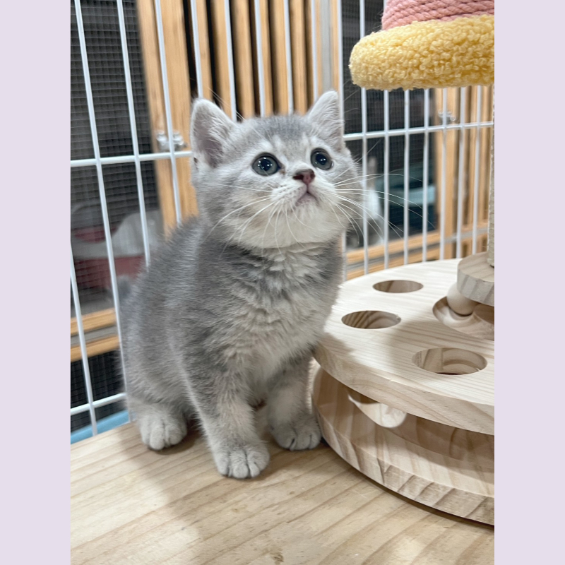 藍金漸層英短 妹妹 9/14出生