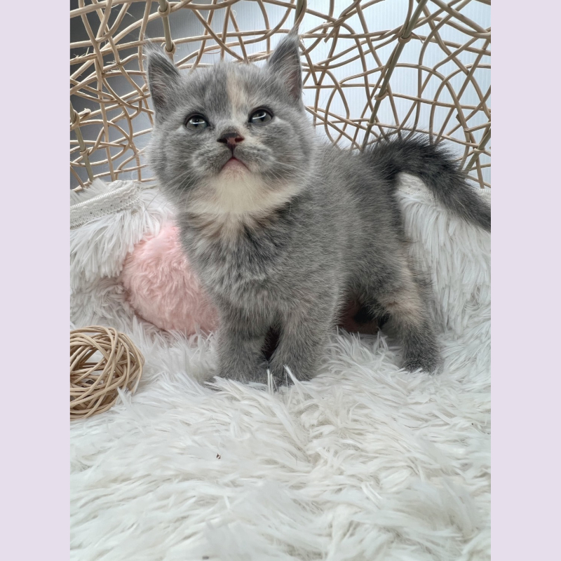 (已有家長)奶油英短 妹妹 10/11出生