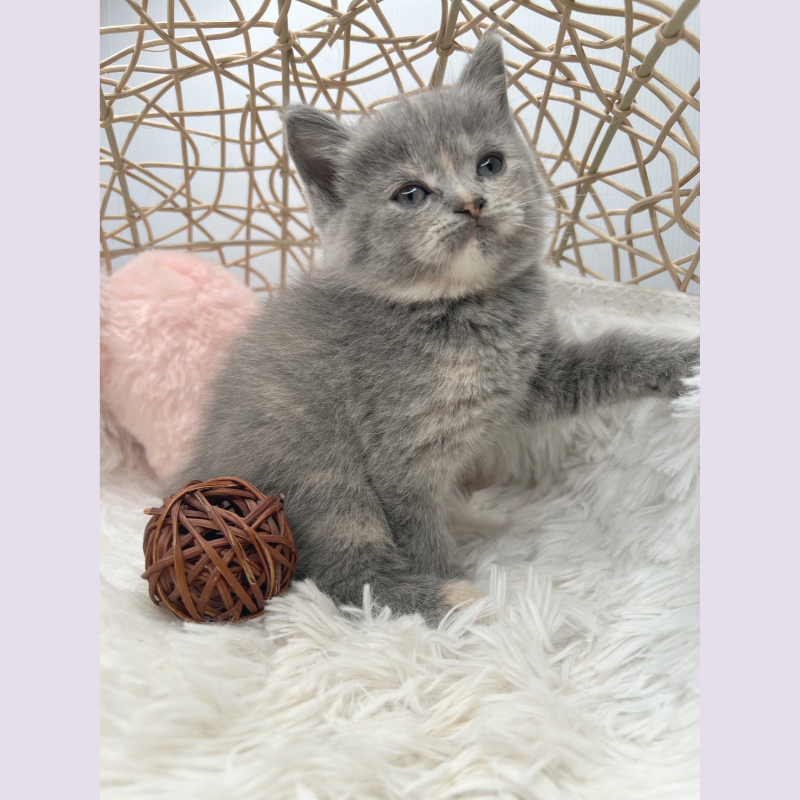 奶油英短 妹妹 10/11出生