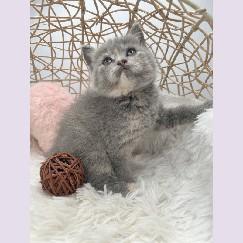 奶油英短 妹妹 10/11出生