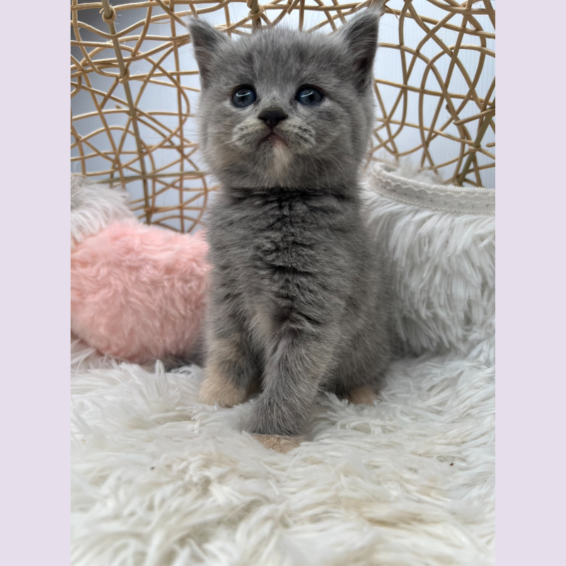 (已有家長)奶油英短 妹妹 10/11出生