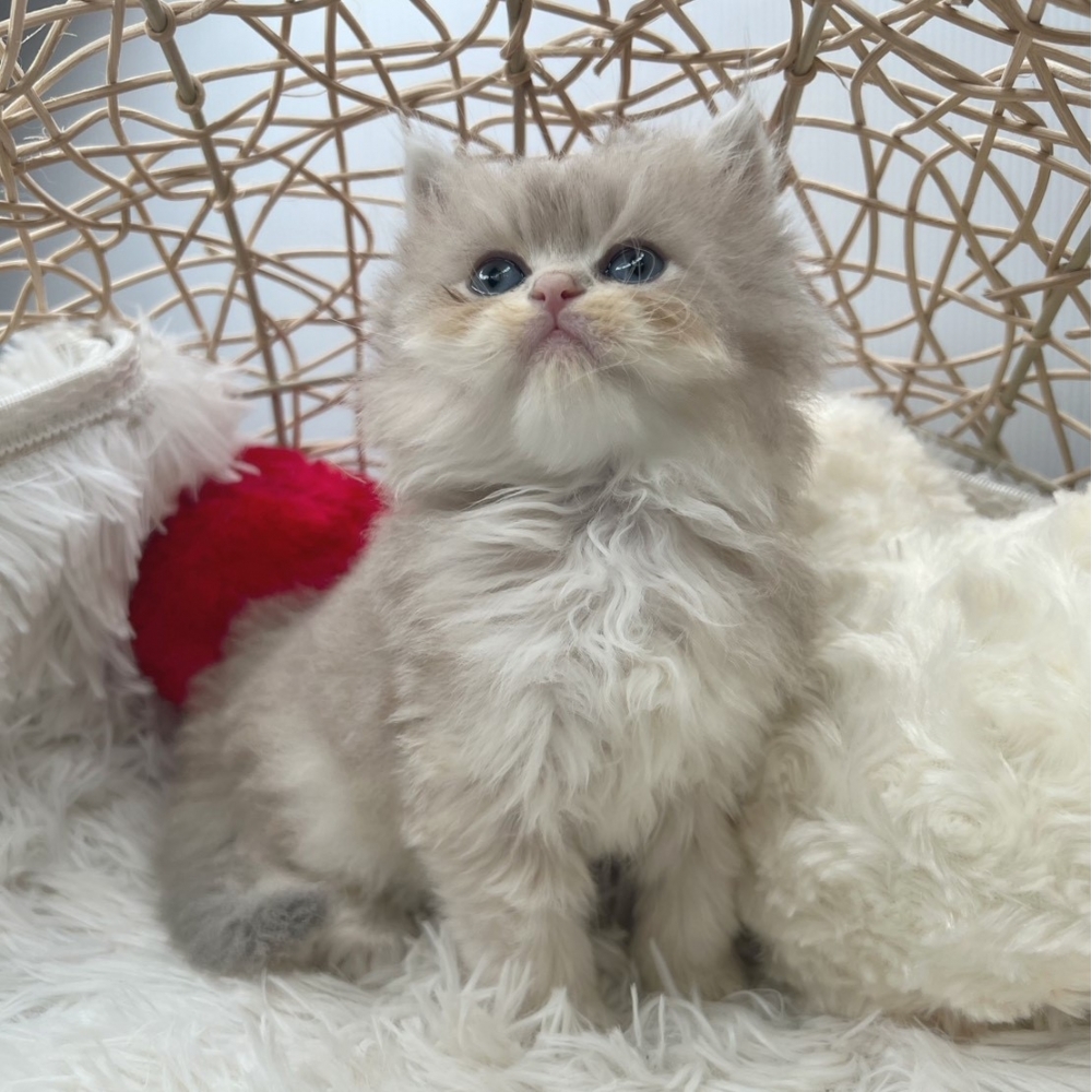 藍金漸層（長毛） 弟弟 11/12出生