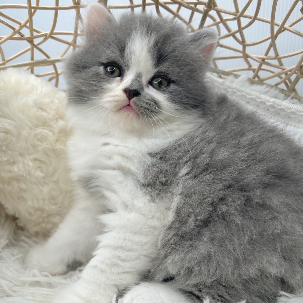 藍白英短（英長） 妹妹 11/5出生