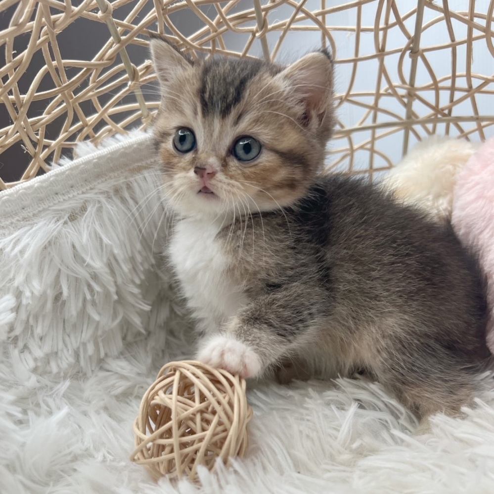 金+白斑英短弟弟 11/18出生