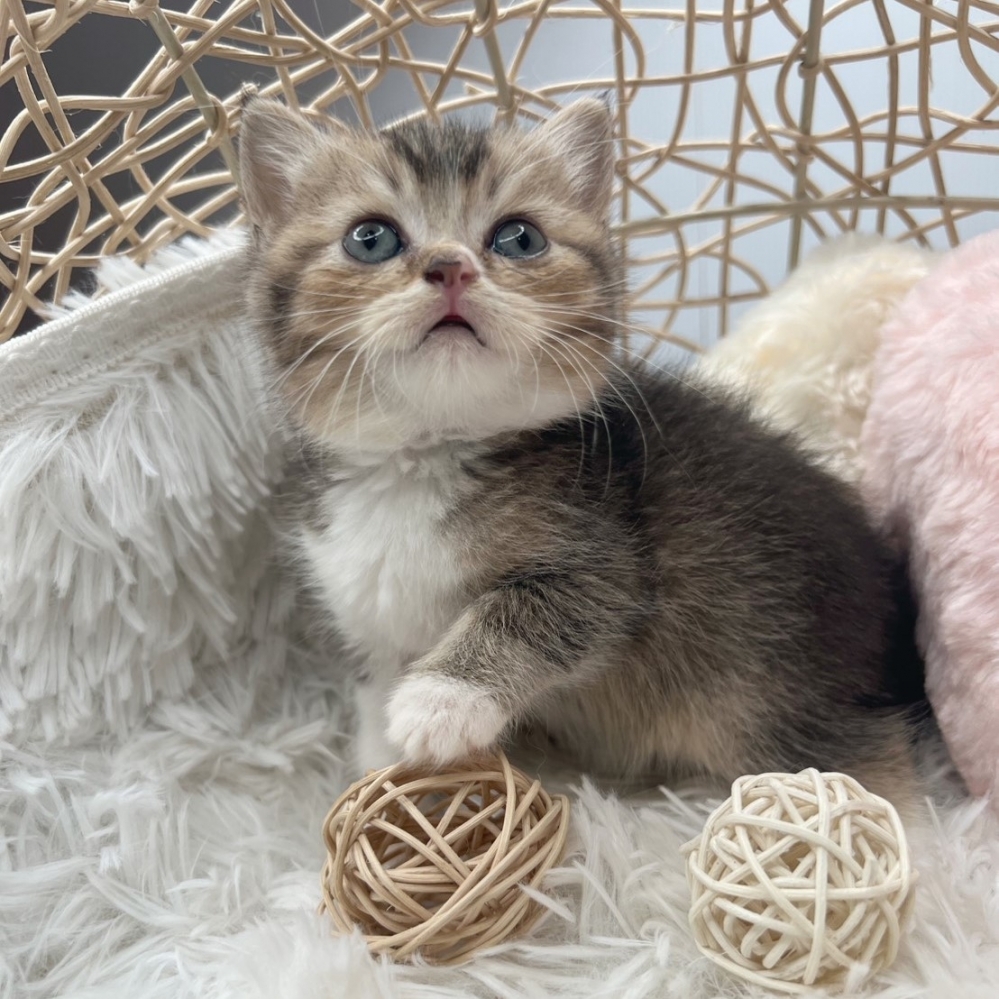 金+白斑英短弟弟 11/18出生