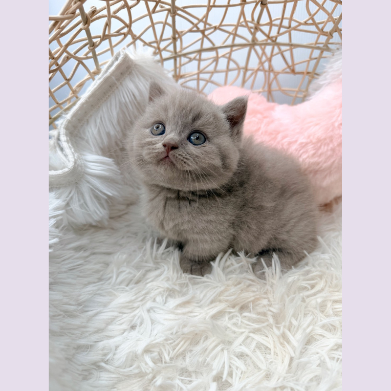 紫丁香 曼赤肯 妹妹 4/15出生
