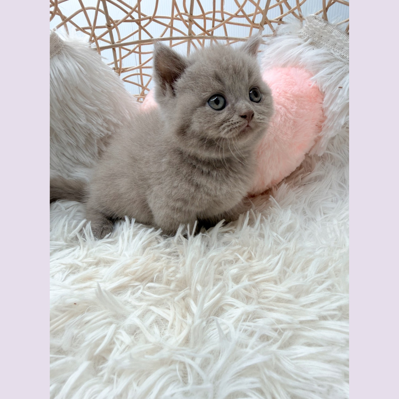 紫丁香 曼赤肯 妹妹 4/15出生