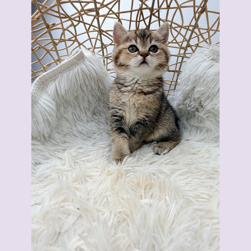 黑金漸層 英短 妹妹 4/22出生