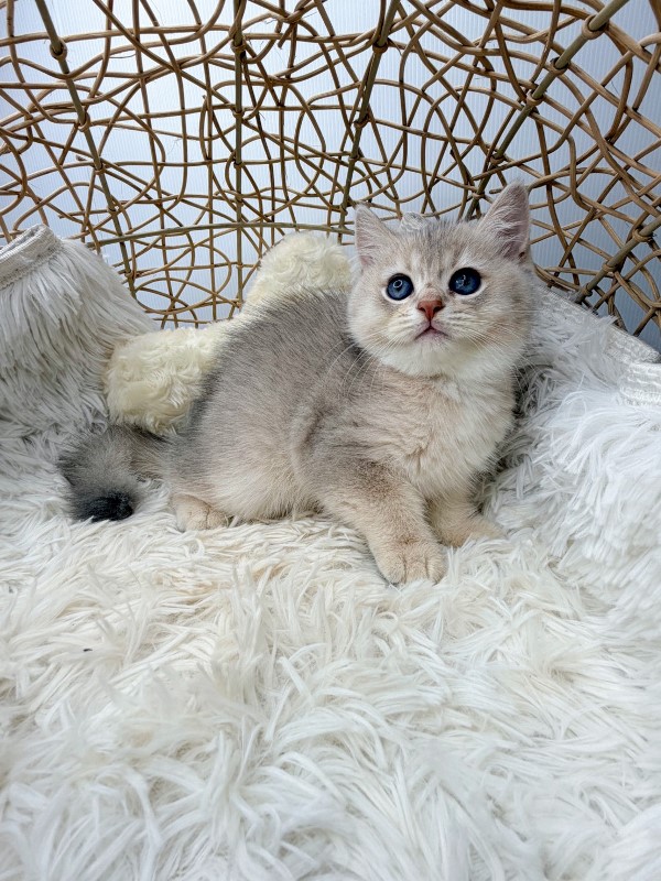 英短藍金漸層弟弟5/13出生