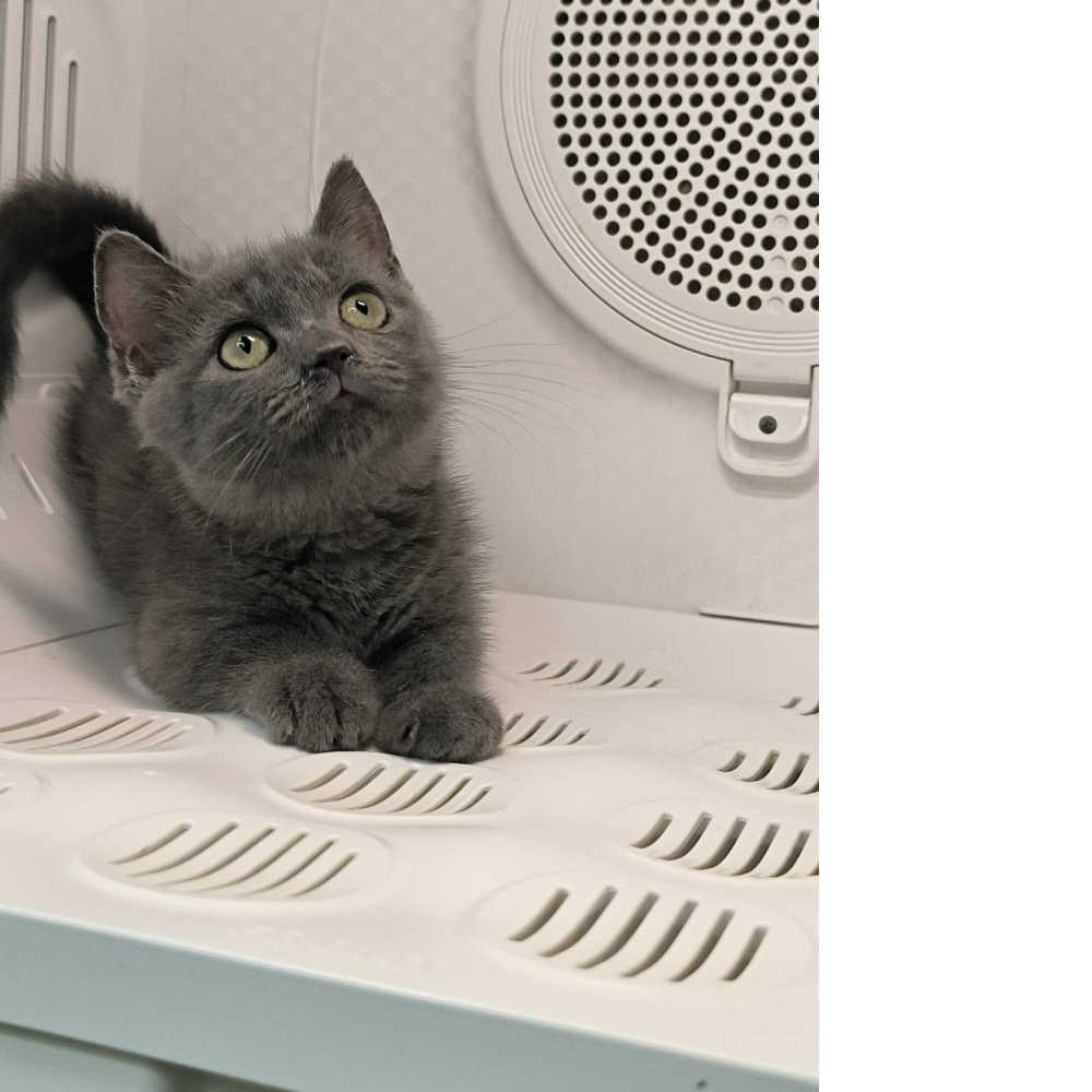 藍色曼斥肯-妹妹