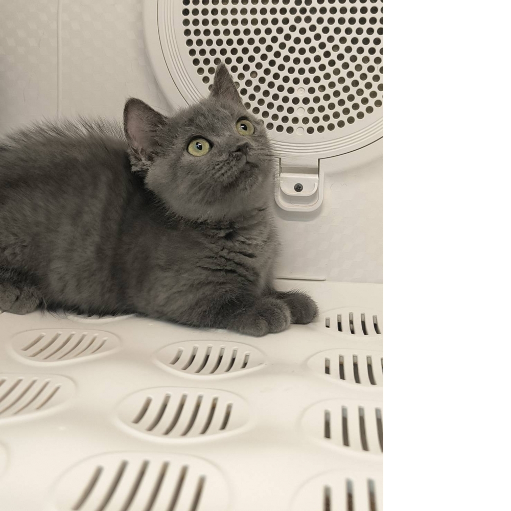 藍色曼斥肯-妹妹