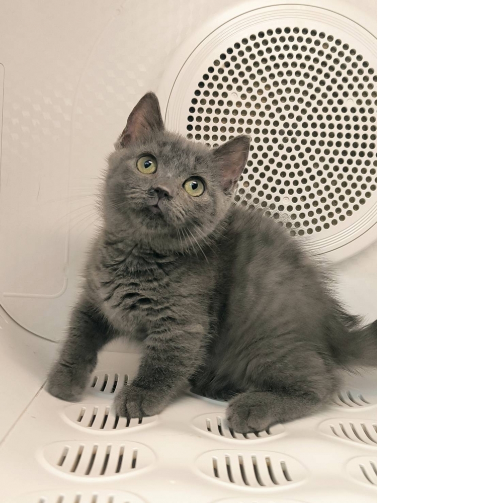 藍色曼斥肯-妹妹