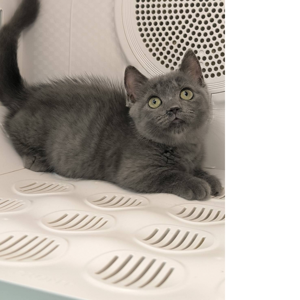 藍色曼斥肯-妹妹