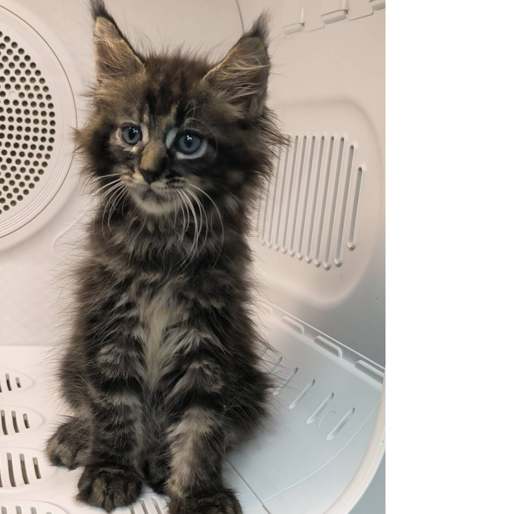 棕虎斑緬因貓-妹妹