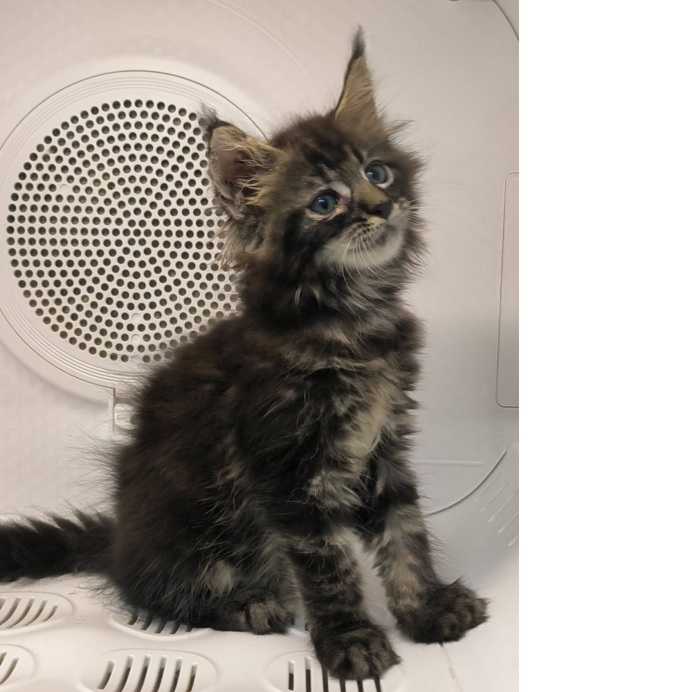 棕虎斑緬因貓-妹妹